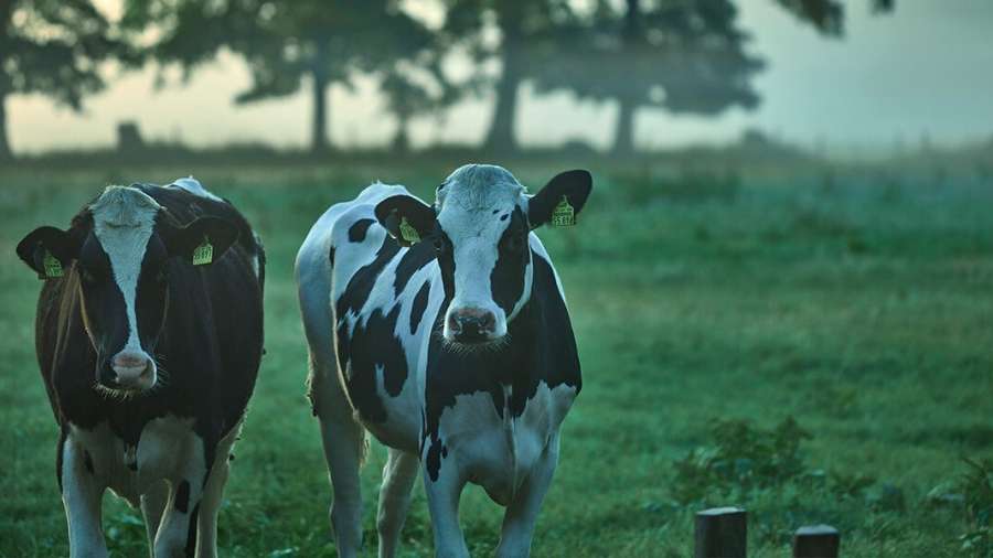 Background image: Cows